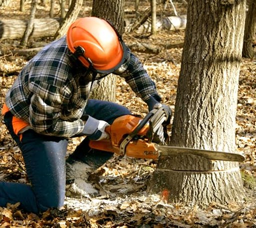 Tree Removal in Clinton, MA